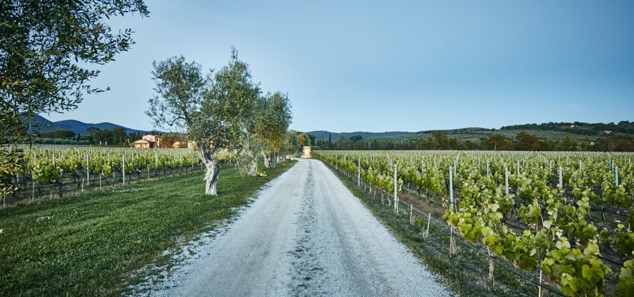vineyards landscape